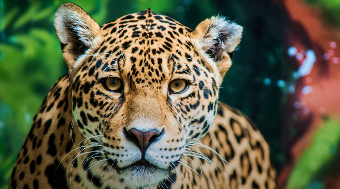 An adult jaguar staring intently straight ahead with lush jungle flora in the background