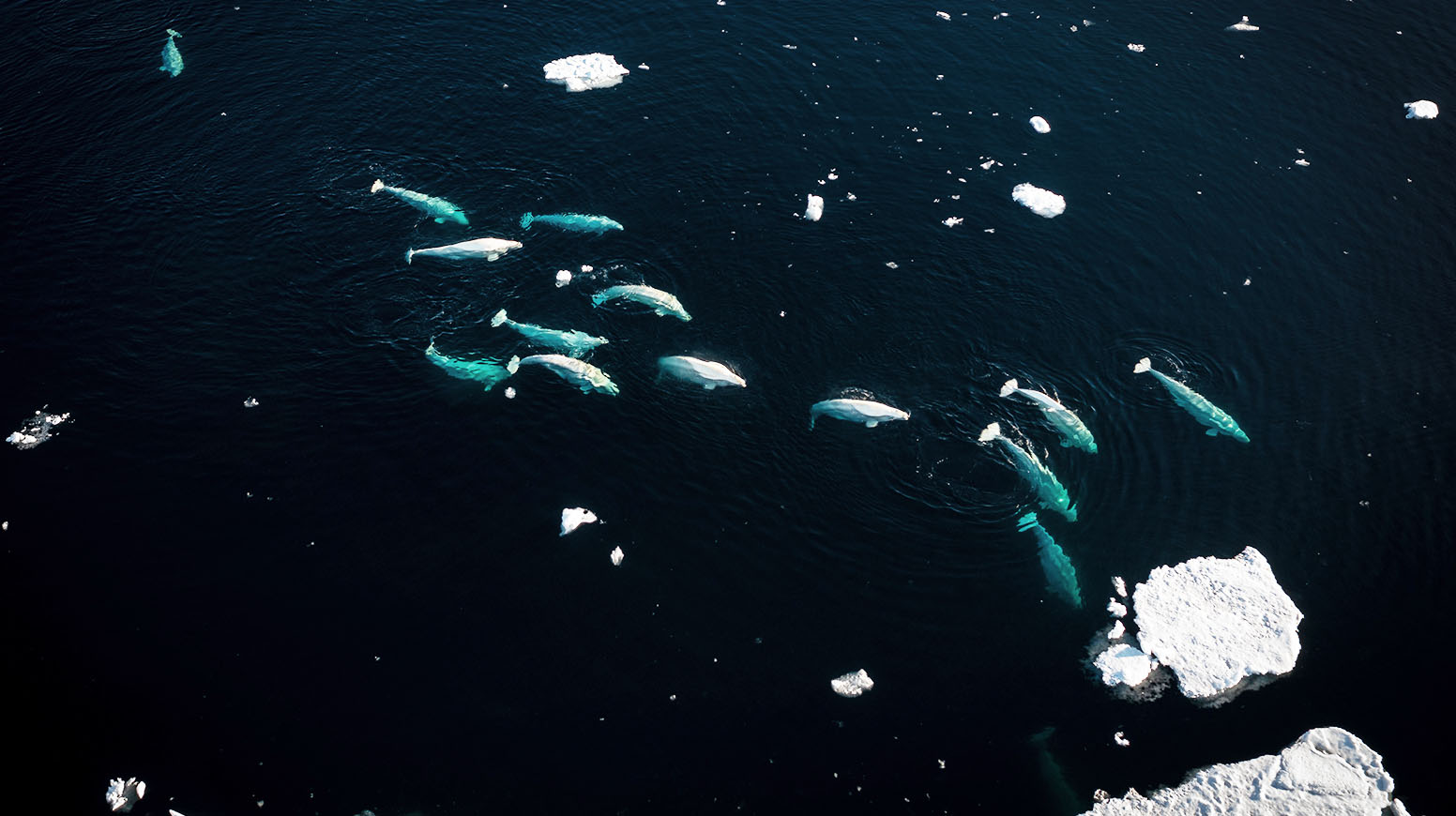 Aerial image of white beluga whales and sea ice in dark blue ocean waters