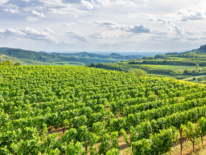 A doctor is looking at a laptop while seated at a desk with a model of a spine